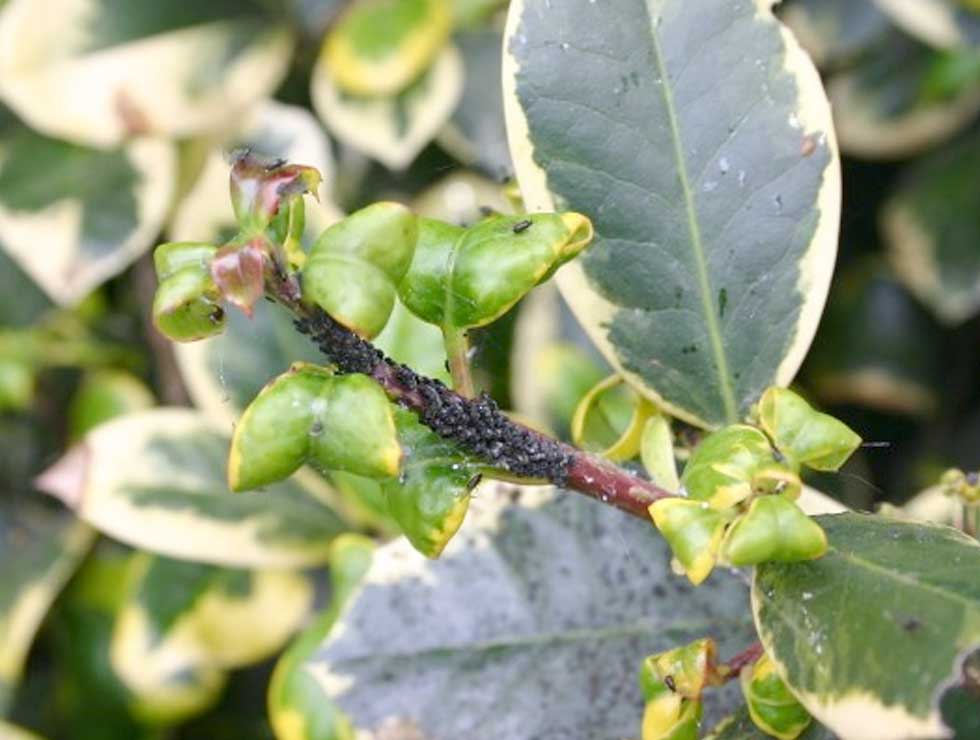 Zwarte bonenluis: Schadebeeld op<I> Euonymus</I> | © Viaverda